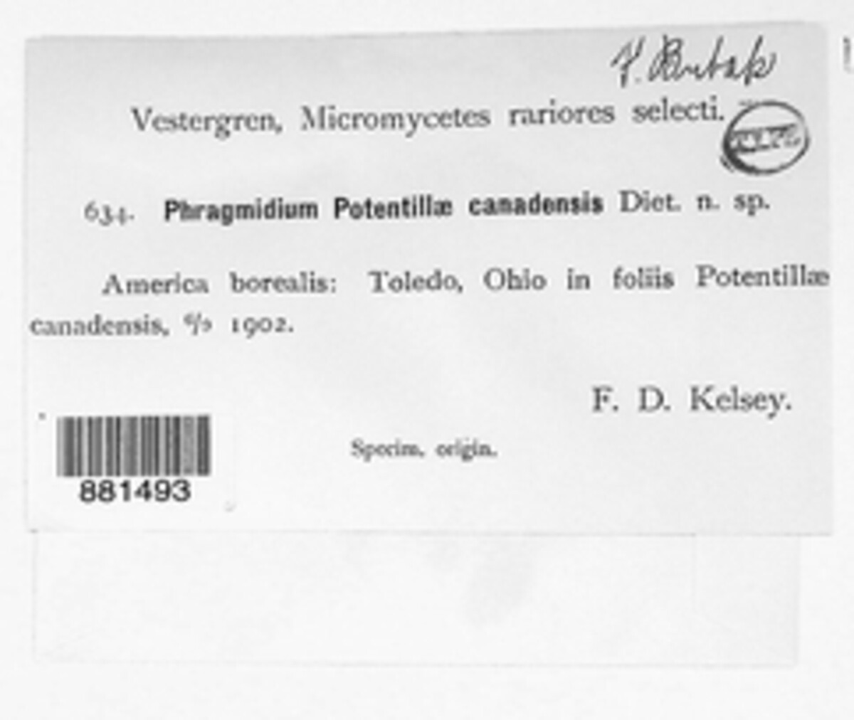 Phragmidium potentillae-canadensis image